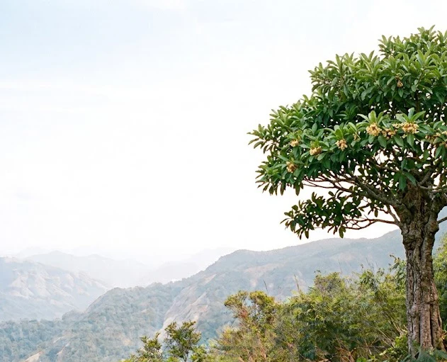 Indian Butter Tree