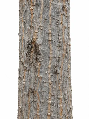 Magnolia champaca bark