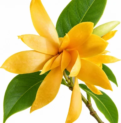 Magnolia champaca flower