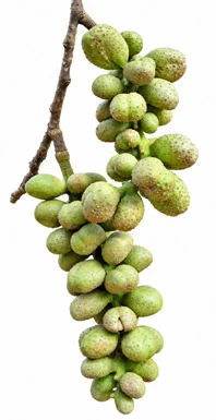 Magnolia champaca fruit / seeds