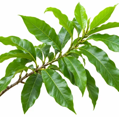 Magnolia champaca leaves