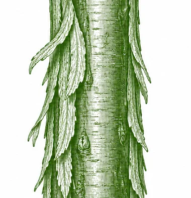 Mangifera camptosperma bark