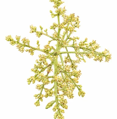 Mangifera camptosperma flower