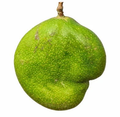Mangifera camptosperma fruit / seeds