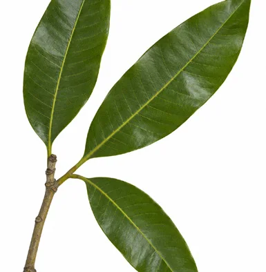 Mangifera camptosperma leaves