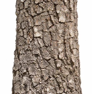 Mangifera indica bark