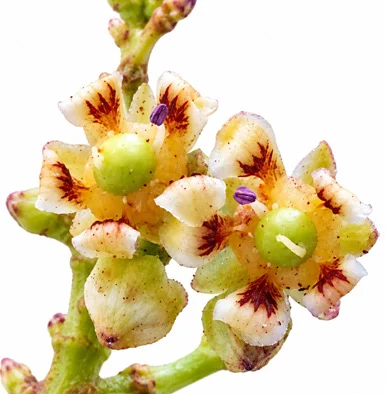 Mangifera indica flower