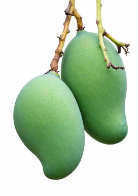 Mangifera indica fruit / seeds