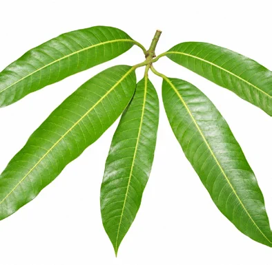 Mangifera indica leaves