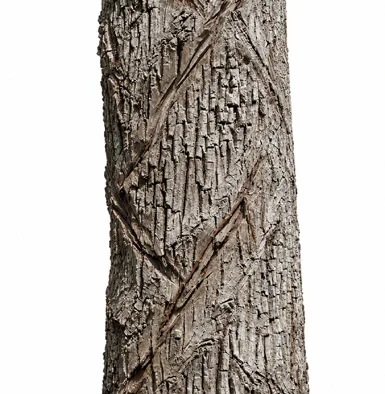 Manilkara zapota bark