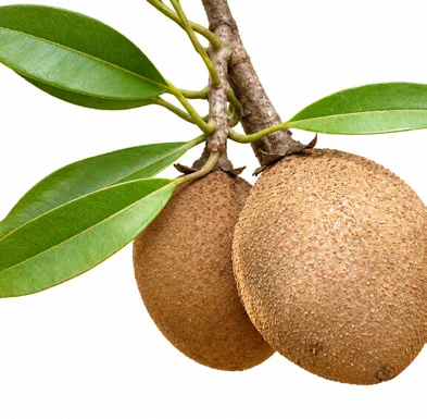 Manilkara zapota fruit / seeds