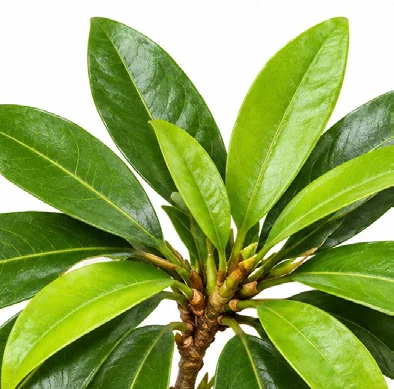 Manilkara zapota leaves