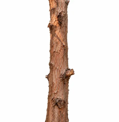 Melia azedarach bark