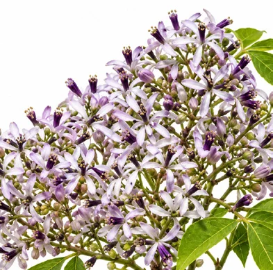 Melia azedarach flower