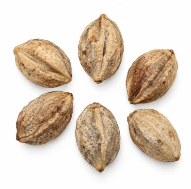 Melia azedarach fruit / seeds