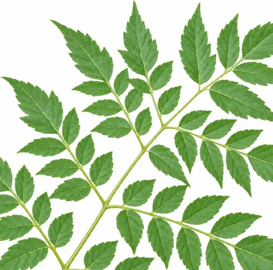 Melia azedarach leaves