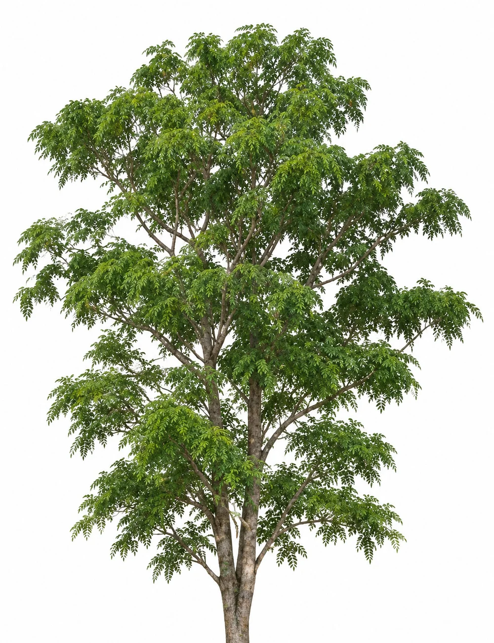 Chinaberry tree