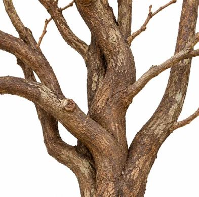 Memecylon sessile bark