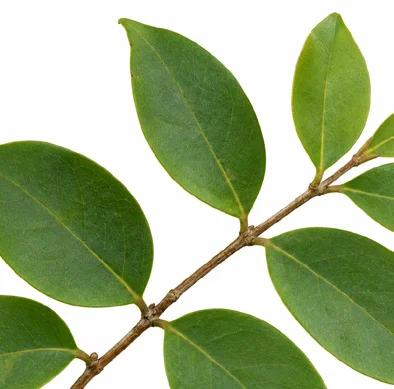 Memecylon sessile leaves