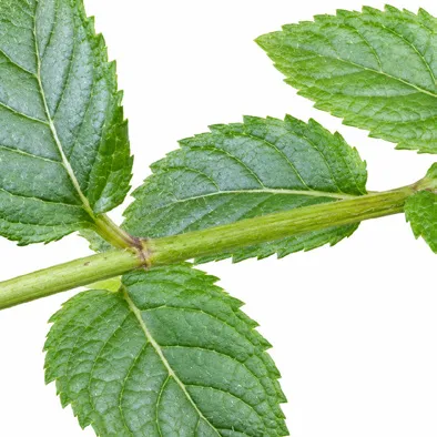 Mentha × piperita bark