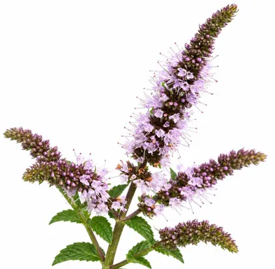 Mentha × piperita flower