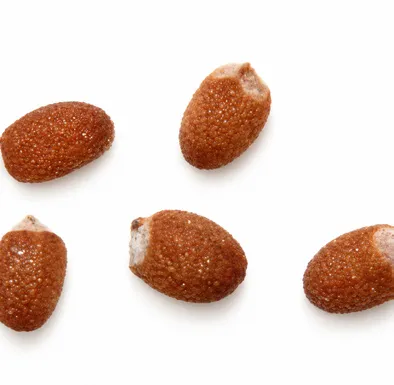 Mentha × piperita fruit / seeds