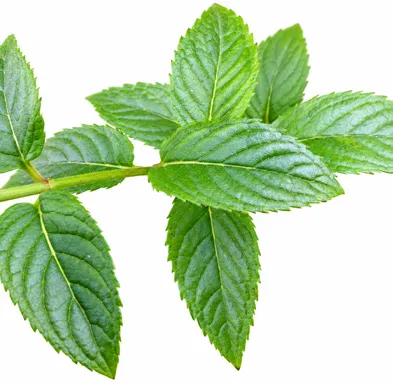 Mentha × piperita leaves