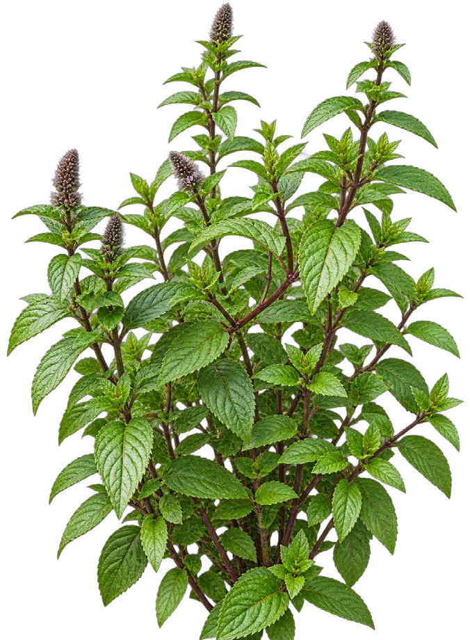 Peppermint