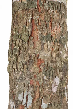 Mesua ferrea bark