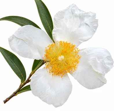 Mesua ferrea flower