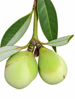 Mesua ferrea fruit / seeds