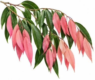 Mesua ferrea leaves