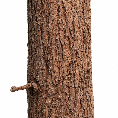 Miliusa tomentosa bark