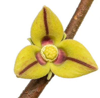 Miliusa tomentosa flower
