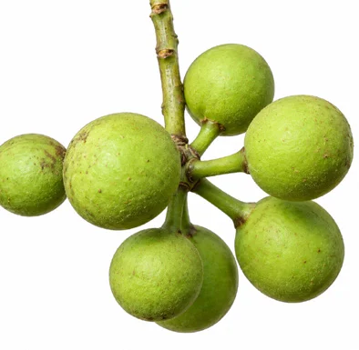 Miliusa tomentosa fruit / seeds
