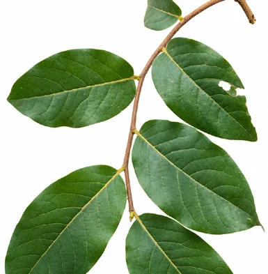 Miliusa tomentosa leaves