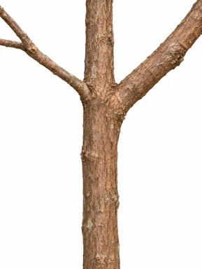 Mimusops andamanensis bark