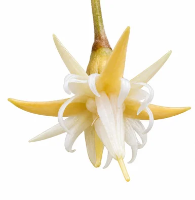 Mimusops andamanensis flower