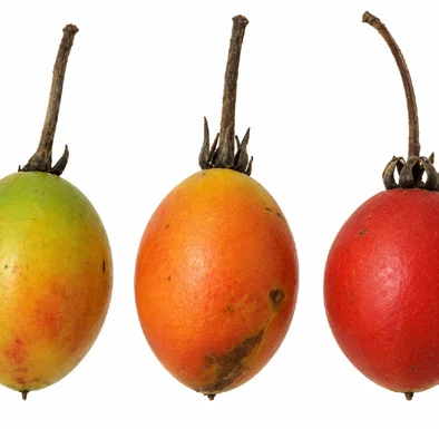 Mimusops andamanensis fruit / seeds