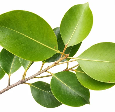 Mimusops andamanensis leaves