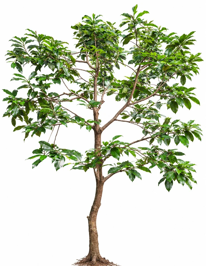 Andaman Bullet Wood