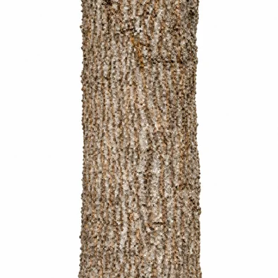 Mimusops elengi bark