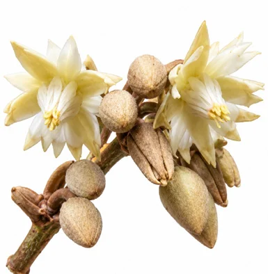Mimusops elengi flower