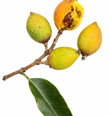 Mimusops elengi fruit / seeds