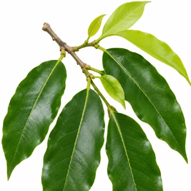 Mimusops elengi leaves
