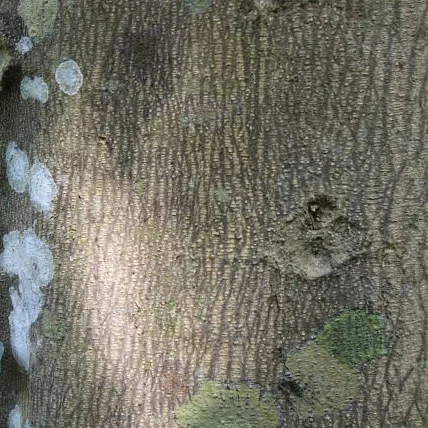 Monoon fragrans bark