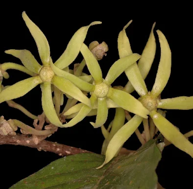 Monoon fragrans flower