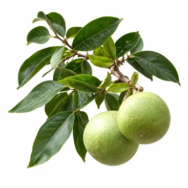 Monoon fragrans fruit / seeds