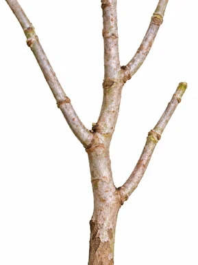Morinda citrifolia bark