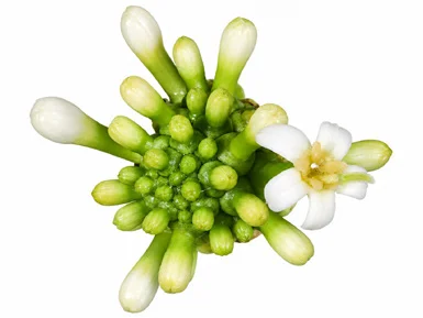 Morinda citrifolia flower